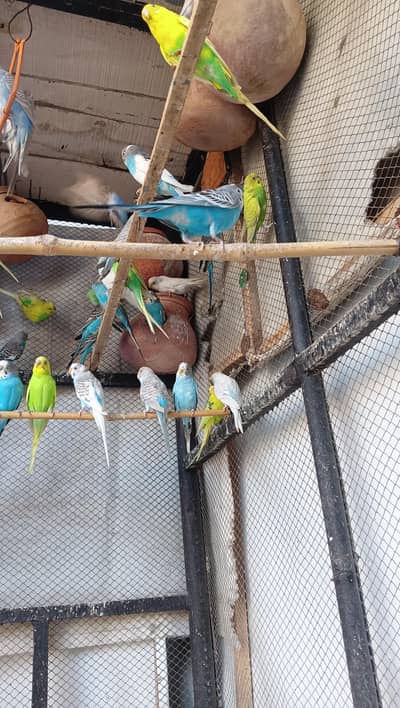 piets,love birds, Australian parrot,tota