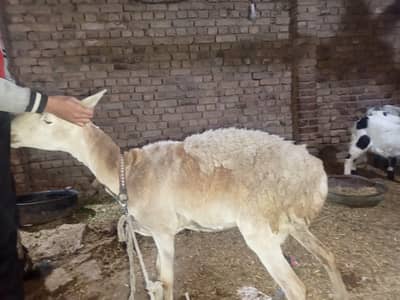 2 dhant ka dhumba hai series buyer contact Kary 03219185547