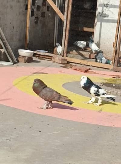 gubara breeder pair 03085433010