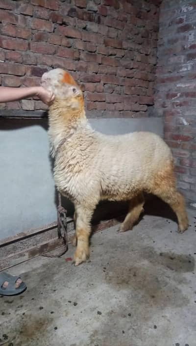 A+ quality D face Mundri kaki shoqeen hazrat ke liye gift