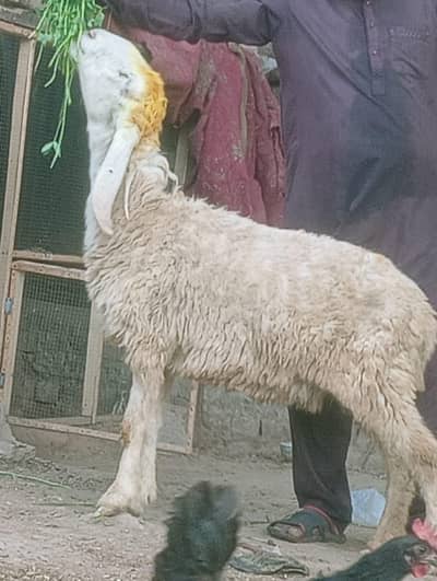 Desi Bachon kay leay tyear sheep