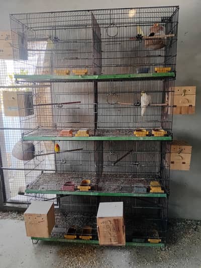 Zarar Cage 1.5 ft x 2 ft - 0318-2012121