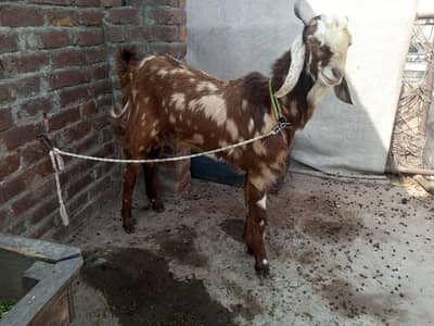 2ndy bakry jori for sale