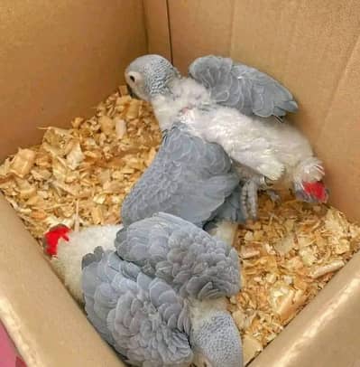 African grey parrot chicks for sale 0344%5146%577