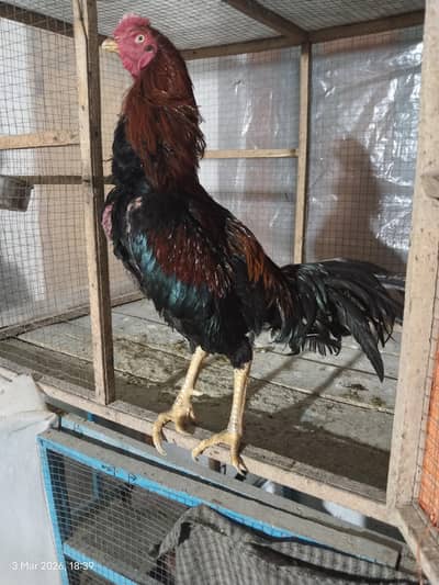 Japanese Aseel Shamo  Patha