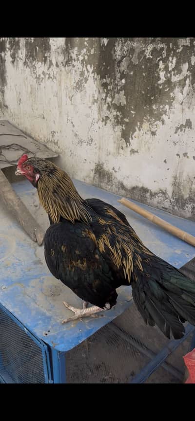 Aseel patha available for sale