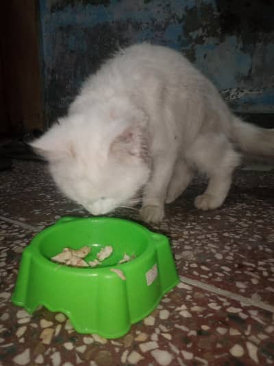 Persian cat male for breed