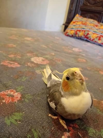 cocktail male parrot friendly