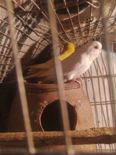 Red eyes pair Breeder pair