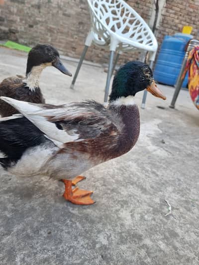 Healthy Duck Pair for Sale – Female Laid 20 Eggs – Breeding Pair