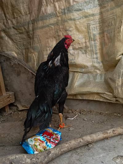 assel mushka 8 month