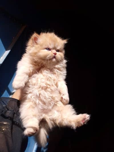 PERSIAN FEMALE KITTEN