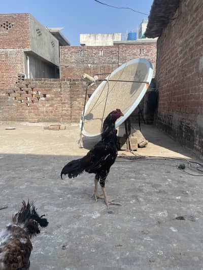 Aseel murga 10 month age