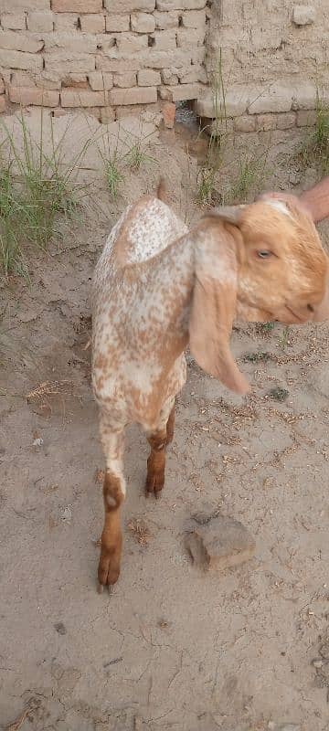 Gulabi Bakra for Sale Call 03405796364