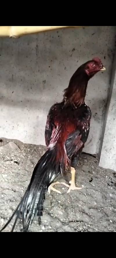 Aseel Murga Amroha cross