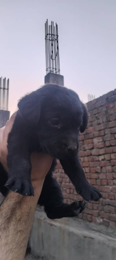 Labrador puppy for sale