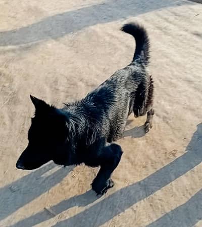 German shepherd double Coat sheshnag cobra