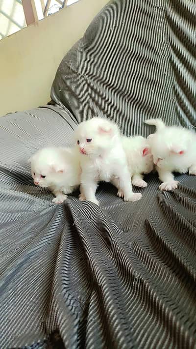 Persian kitten 25 age triple code  wathapps number 03028008630