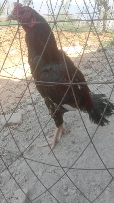 Dangerous mianwali bird