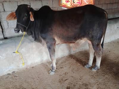Brahman qurbani bull