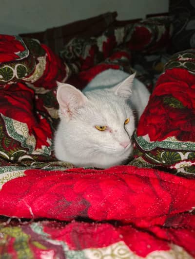 *Persian cat FOR SALE*