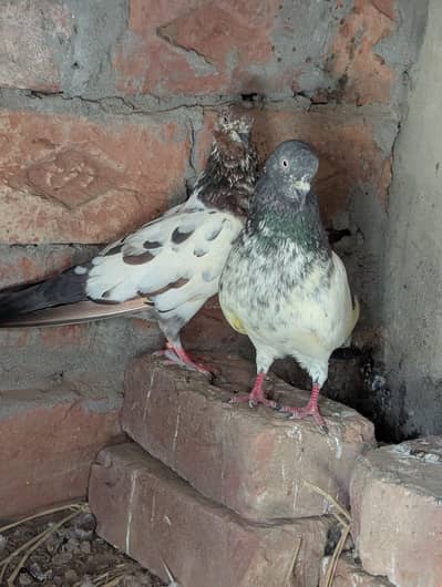 jis bhai ko chaiya Msg kar kay 03261055540