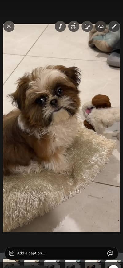 5 month shihtzu