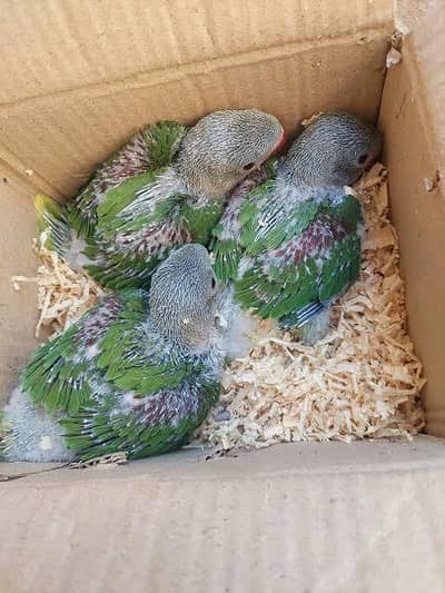 Raw chiks looking for new home