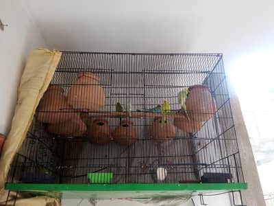 budgie parrot | breeder pair