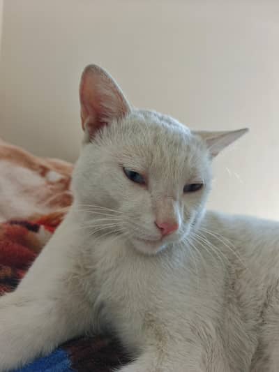 female chaey Jo heat par ho mery billy k liy