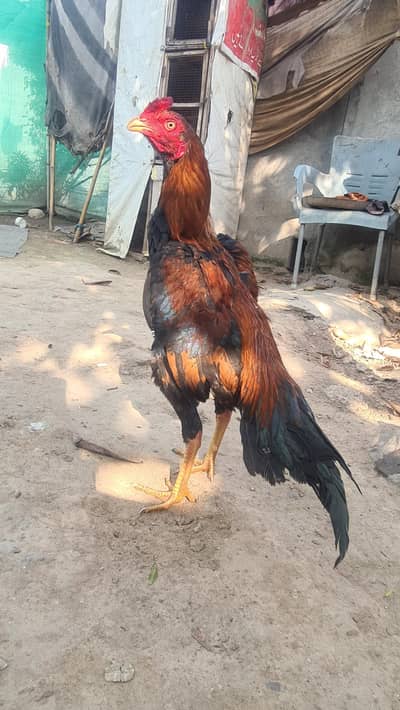 Meiwali pure aseel patha khari takti