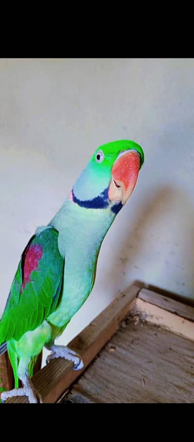 raw male parrot