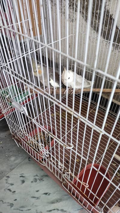 cocktail pair with eggs