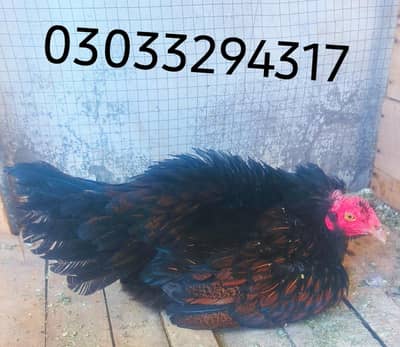 Aseel kuruk hens aseel Murghy for sale