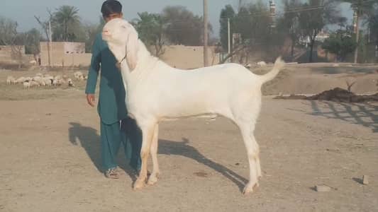 Bakra qurbani ke liye call03460423873