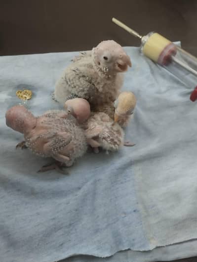 conure chicks for hand tame - 03214382921