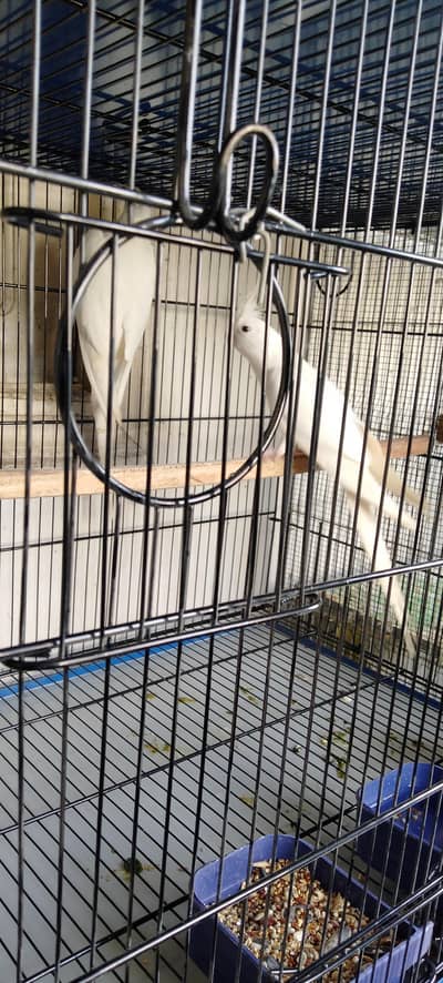 Eno Red Eye Cockatiel Breeder pair & Cream Cockatiel Breeder Pair
