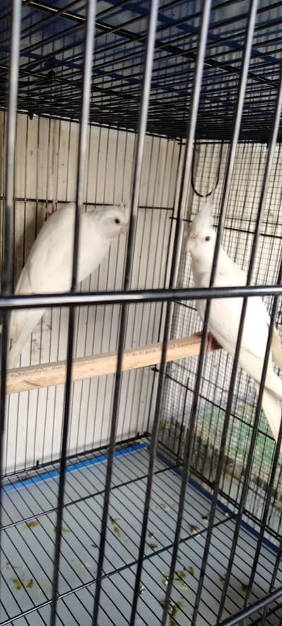 Eno Red Eye Cockatiel Breeder pair Jumbo Size