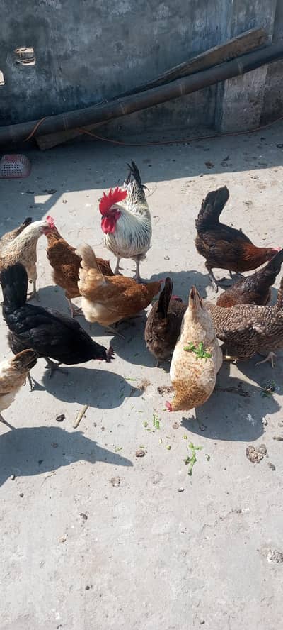 misery chicken 10 piece 