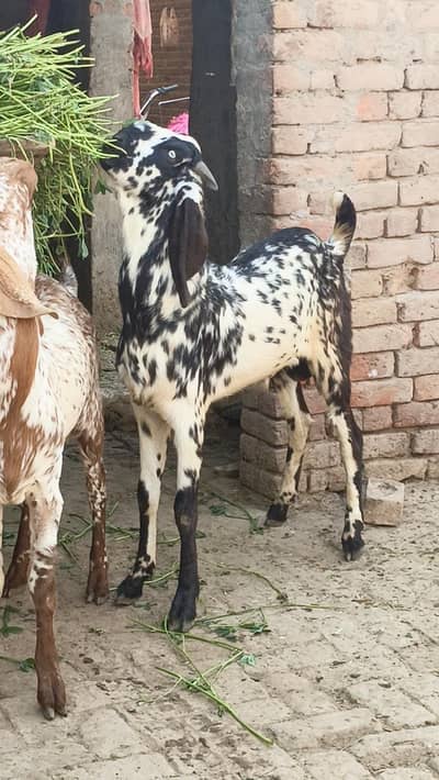 Qurbani ka lia  bakraa for sale