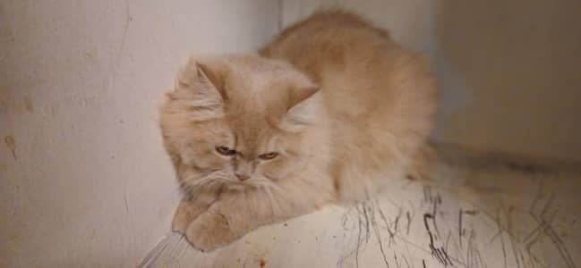 Persian cat female