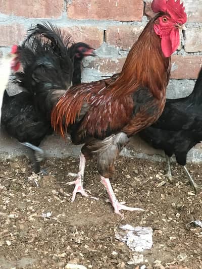 Desi hens