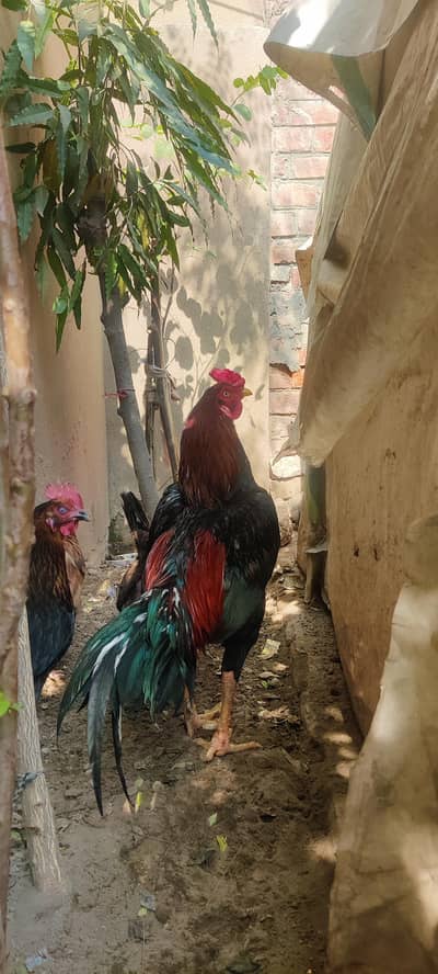 ASEEL PAIR HOME BREED