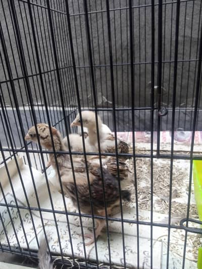 Pakistani Aseel chicks