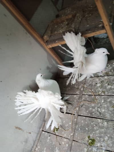 Pure American Lucky Pegions