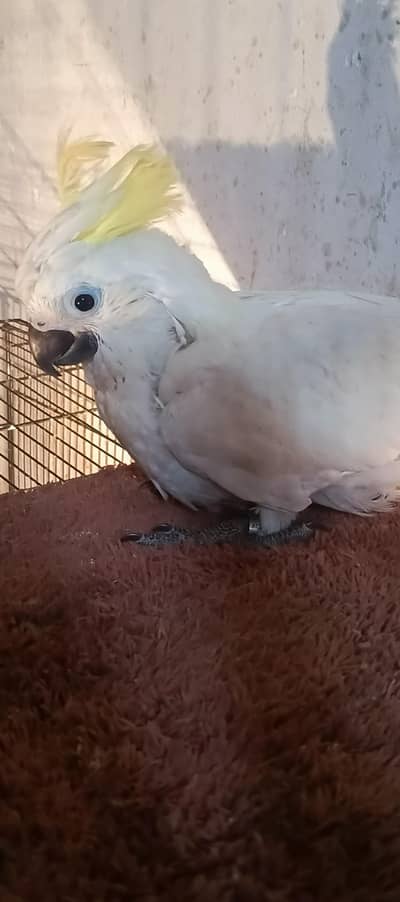 TRITON cacatoa chick's available