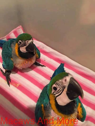 belu macaw parrot chicks for sale 03714174379