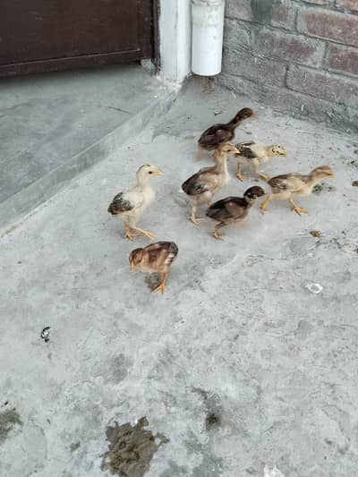 Aseel chicks