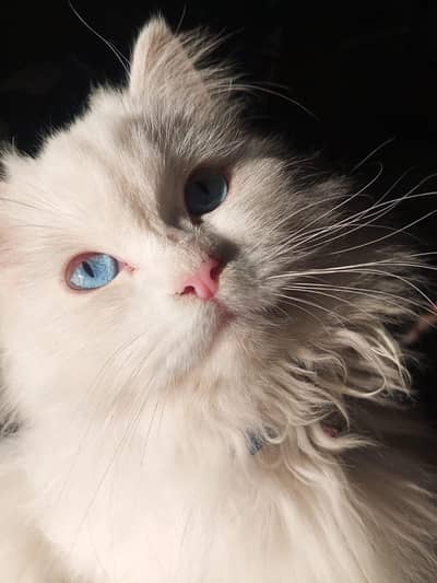 PERSIAN MALE FOR SALE