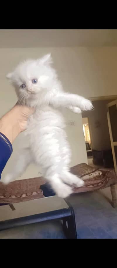 Persian kittens